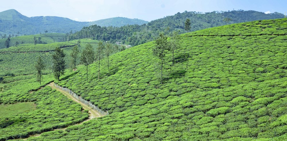 Munnar and Mankulam tour package from Theni